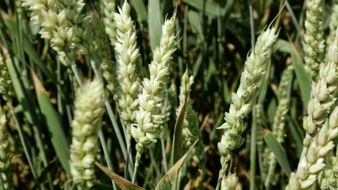 Wheat Stock Footage 87349071