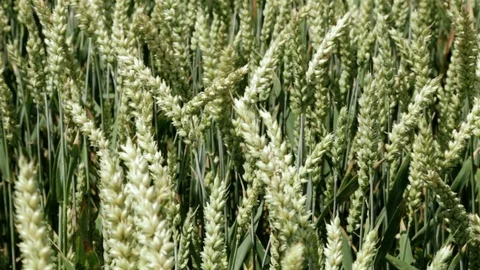 Wheat Stock Footage 87351420