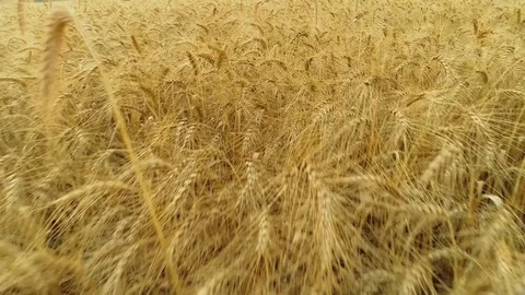 Wheat Stock Footage 89900526