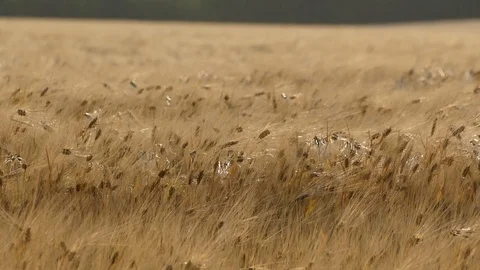 Wheat Stock Footage 90629091