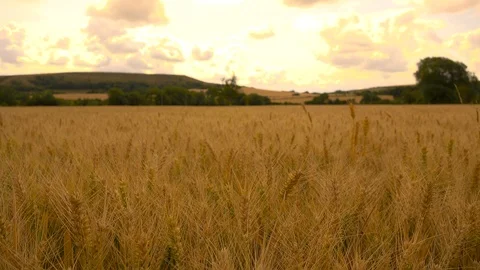 Wheat Stock Footage 92733756
