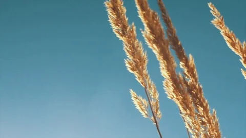 Wheat Stock Footage
