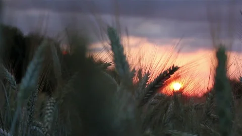 Wheat Stock Footage 105869134