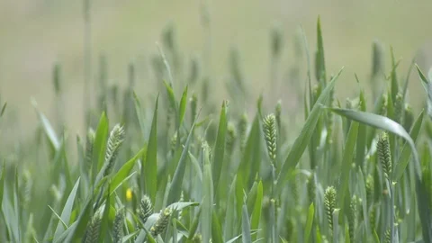Wheat Stock Footage 112209567