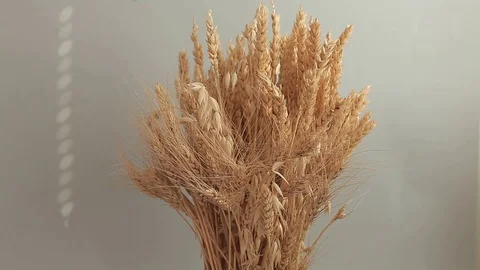Wheat Video stock 127415605