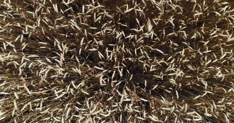 Wheat Stock Footage 134966053