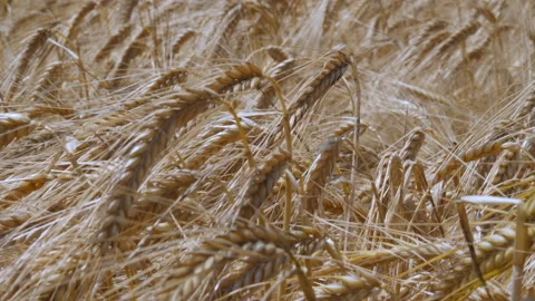 Wheat Stock Footage 169896215