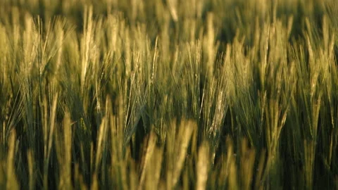 Wheat Stock Footage 169896536