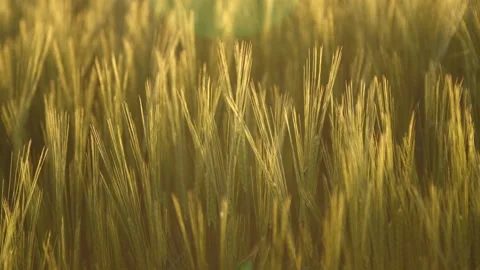 Wheat Stock Footage 169896556