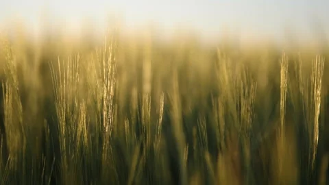 Wheat Stock Footage 169896670