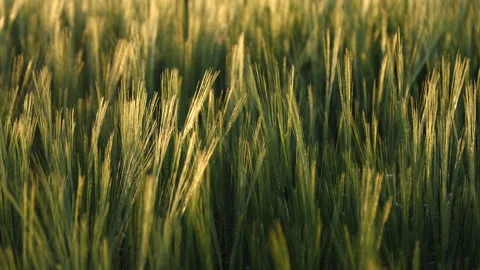 Wheat Stock Footage 169896716