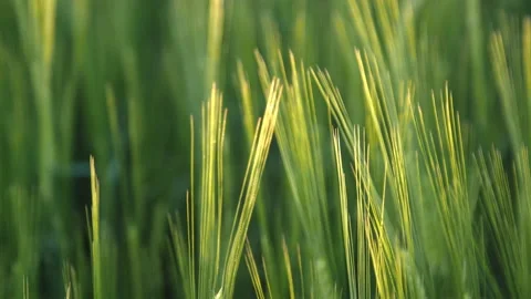 Wheat Stock Footage 169896726