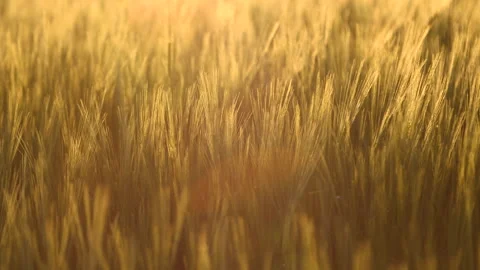 Wheat Stock Footage 169896727