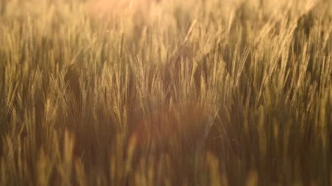 Wheat Stock Footage 169896747