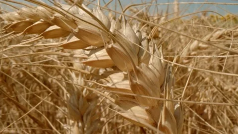 Wheat Stock Footage 171559149