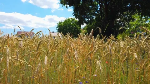 Wheat Stock Footage 199983943