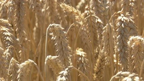 Wheat Stock Footage 201496035