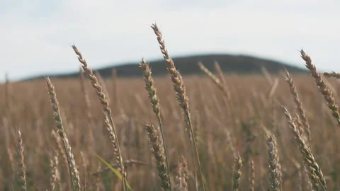 Wheat Stock Footage 236812979