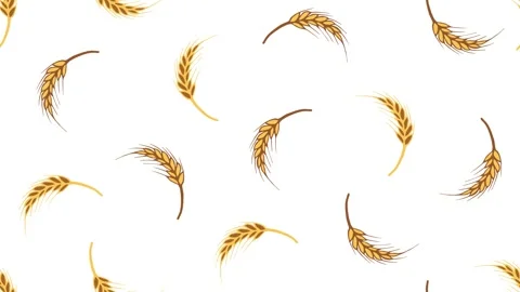 Wheat Stock Footage 246905612