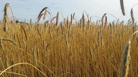 Wheat Stock Footage 247327029