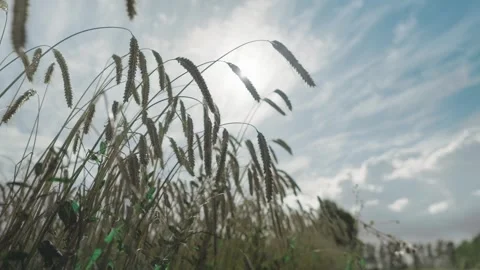 Wheat Video stock 263135299