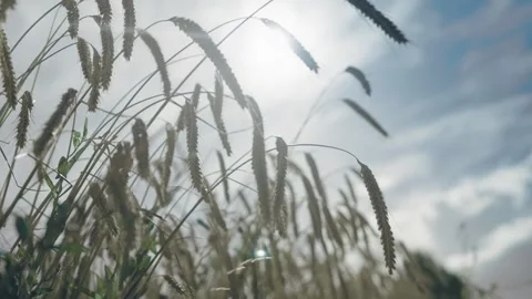 Wheat Stock Footage 263135305