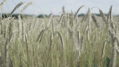 Wheat Video stock 263135381