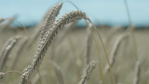 Wheat Video stock 263135388