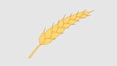 Wheat Stock Footage 339188265