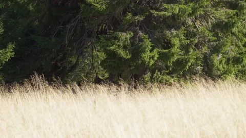 Wheat in forest Stock Footage 302885254