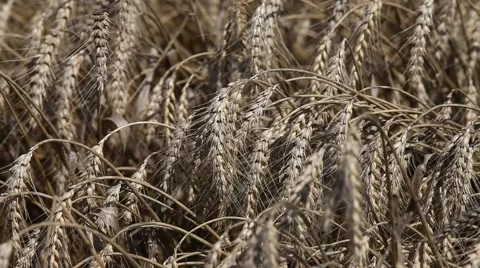 Wheat form land Stock Footage 40577543