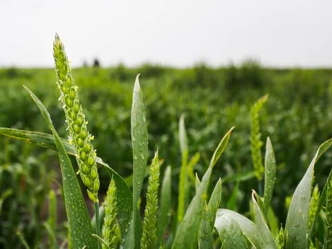 Wheat up front field in back Stock Photos