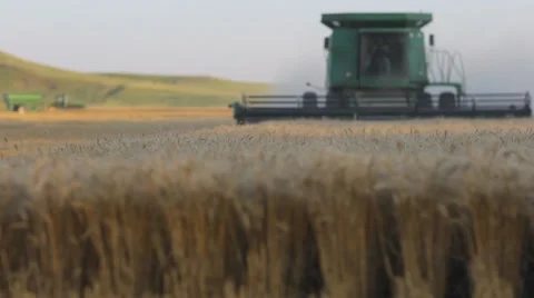Wheat in front of Harvesting Combine Vídeo Stock 60062093