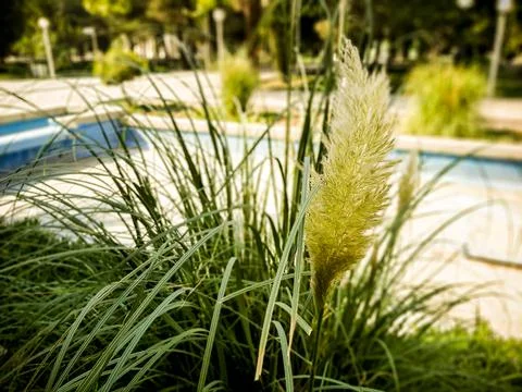 Wheat at Garden 스톡 사진