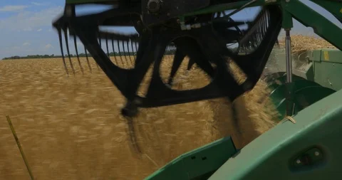 Wheat gathering. Clippers for wheat cones Stock Footage 109310906