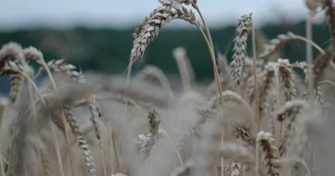 Wheat Gently Blowing in the Wind After Sunset 스톡 동영상 65195396