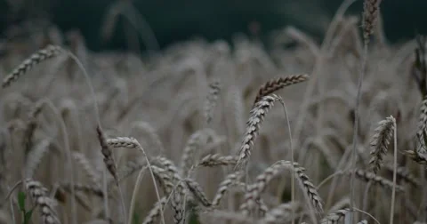 Wheat Gently Blowing in the Wind After Sunset Stock Footage 65294506