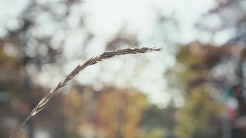 Wheat gently moving in the breeze Video stock 165766985