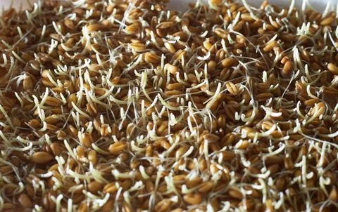 Wheat germ close up for background or texture theme proper nutrition Stock Photos