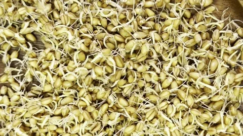 Wheat germ close-up Stock Footage 300265030