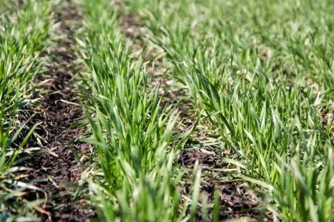Wheat germ Stock Photos