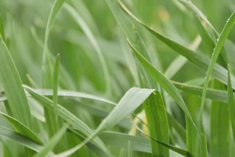 Wheat germ Stock Photos