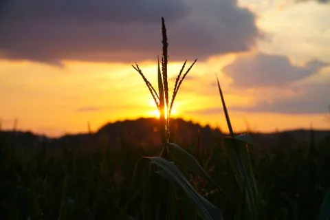 Wheat germ at sunset Stock Photos