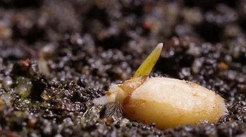Wheat germination and growing time lapse Stock Footage 60964330
