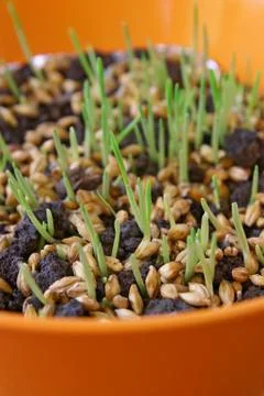 Wheat germination Stock Photos