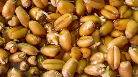 Wheat germination process in time lapse, macro shooting, life start concept Stock Footage 142617091