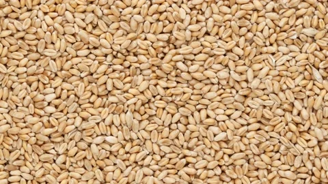 Wheat for germination, top view. Stock Footage 141364894