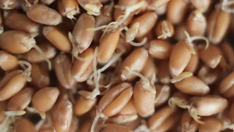 Wheat germs. Germinated grains of wheat, healthy food. Slow motion Stock Footage 188845678