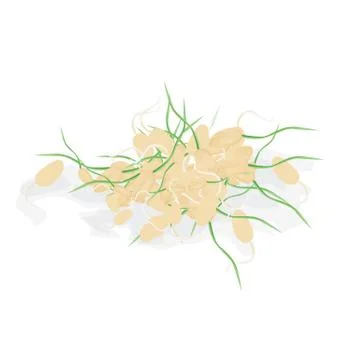 Wheat germs, the highly nutritious wheat isolated. Vector food illustration Stock Illustration