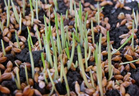 Wheat gerrmination Stock Photos